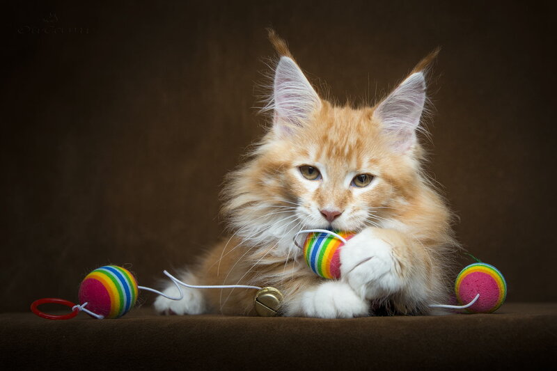 Fluffy Orange Kitten — Brown, Calm
