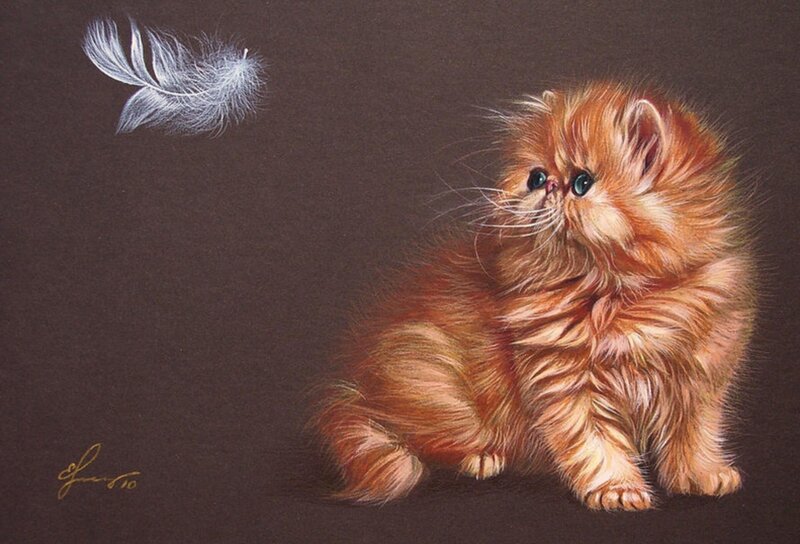 Fluffy Orange Kitten — Brown