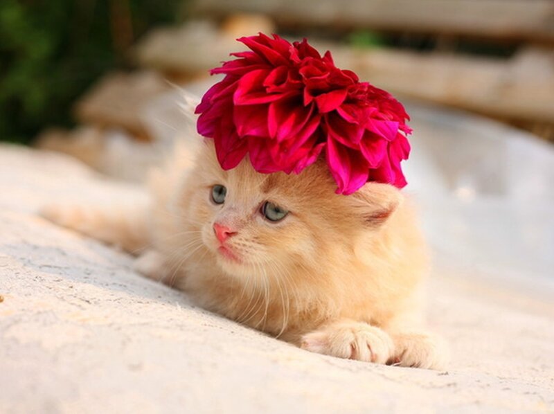 Fluffy Orange Kitten — Calm, Afternoon, Photograph, Flower
