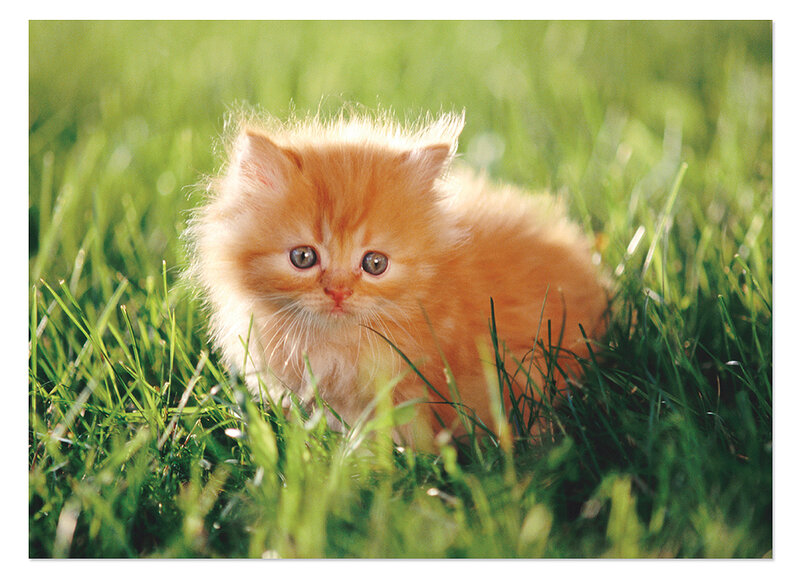 Fluffy Orange Kitten — Calm, Afternoon, Photograph, Grass