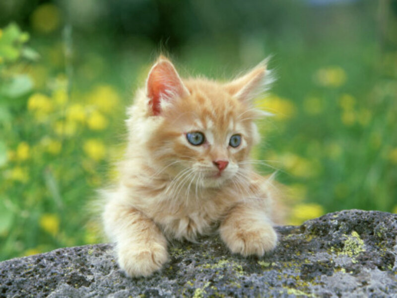 Fluffy Orange Kitten — Calm, Afternoon, Photograph
