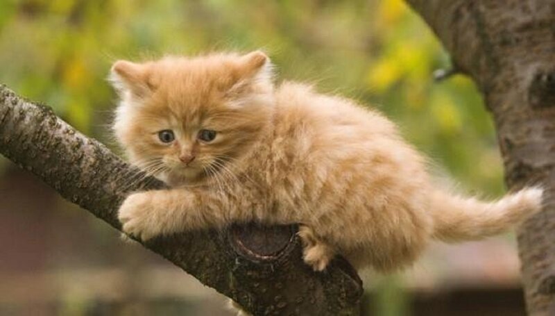 Fluffy Orange Kitten — Calm, Afternoon, Photograph, Tree Branch