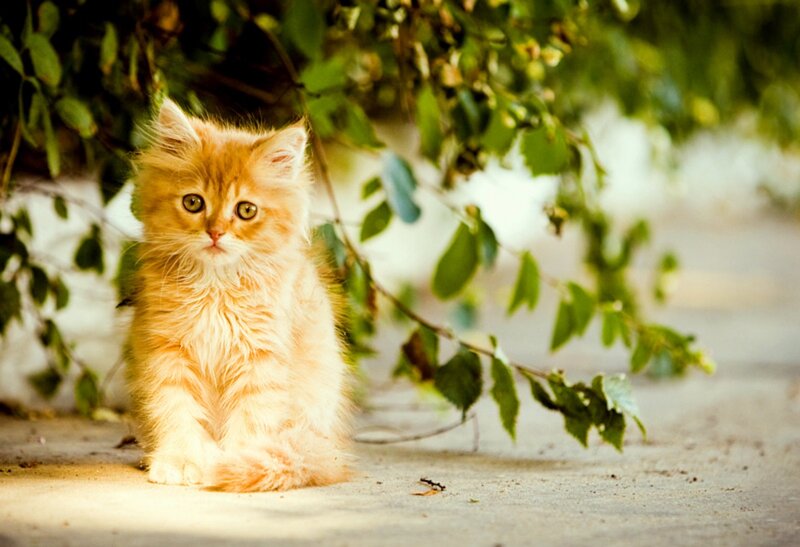 Fluffy Orange Kitten — Calm, Afternoon