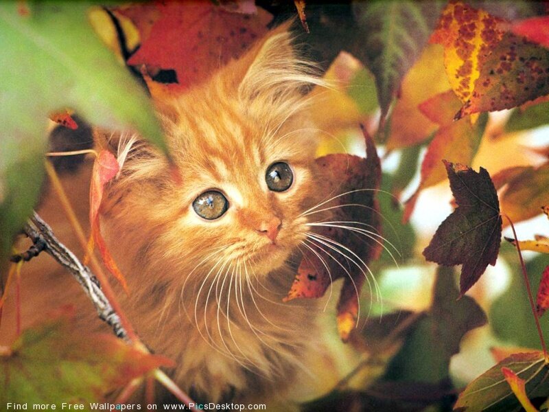 Fluffy Orange Kitten — Calm, Autumn, Photograph, Leaves, Branch