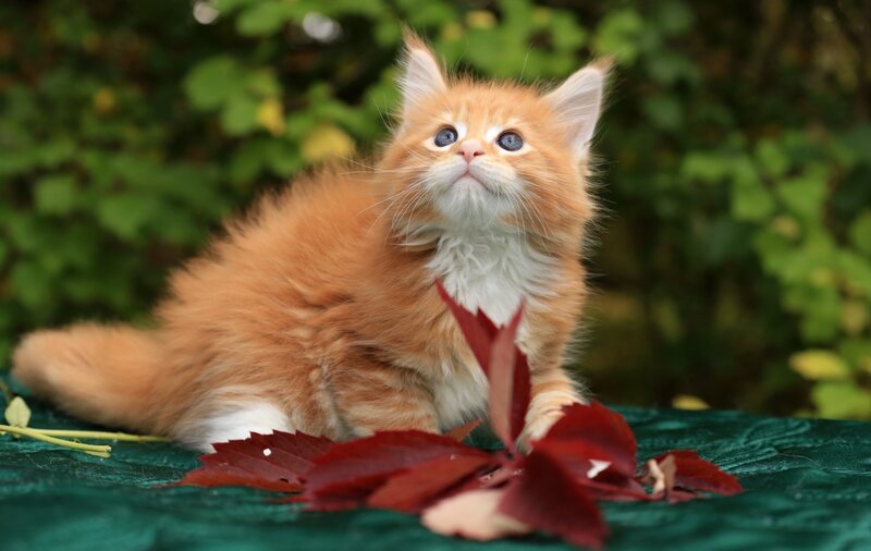 Fluffy Orange Kitten — Calm, Autumn, Photograph