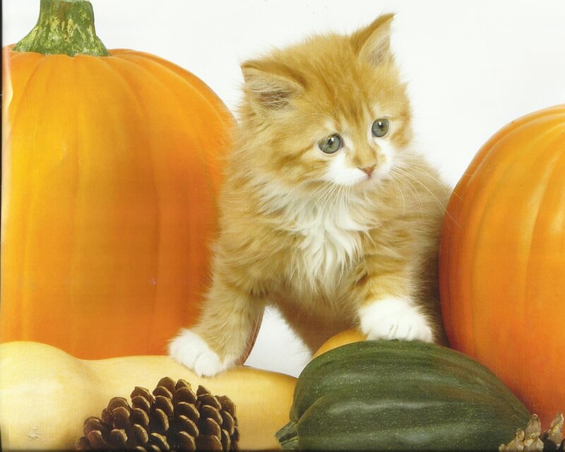 Fluffy Orange Kitten — Calm, Autumn