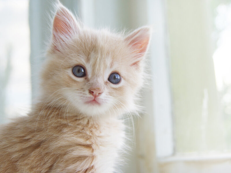 Fluffy Orange Kitten — Calm, Morning, Photograph