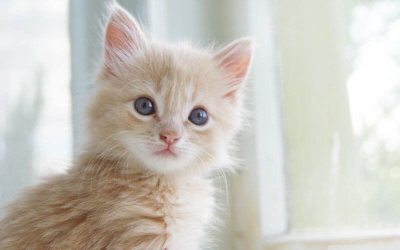 Fluffy Orange Kitten — Calm, Morning, Photograph, Window