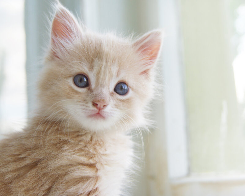 Fluffy Orange Kitten — Calm, Morning, Photograph, Window, Whiskers