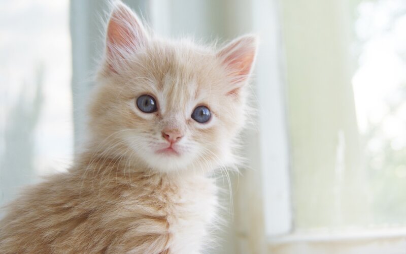 Fluffy Orange Kitten — Calm, Morning, Photograph, Window, Whiskers, White, Blue