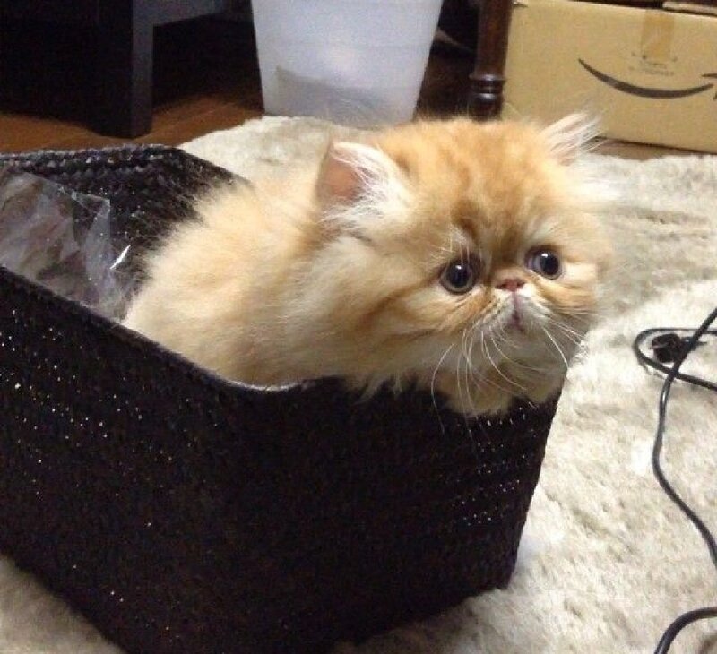 Fluffy Orange Kitten — Calm, Photograph, Basket