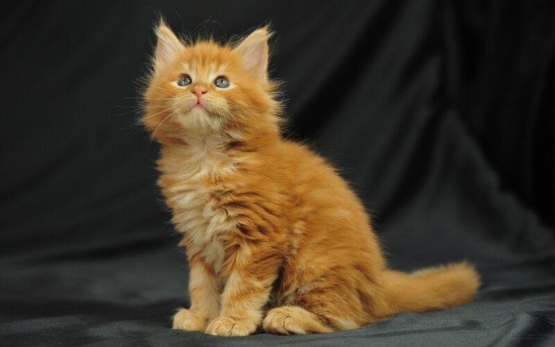 Fluffy Orange Kitten — Calm, Photograph, Black Background, Cat