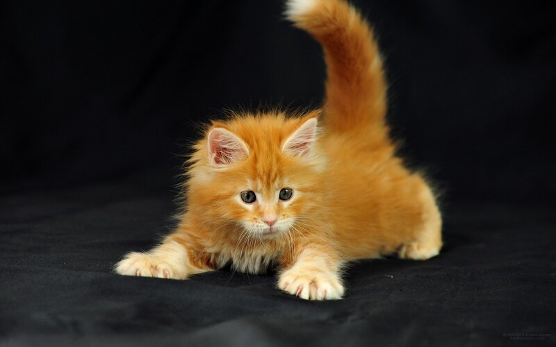 Fluffy Orange Kitten — Calm, Photograph, Black Background, Paws