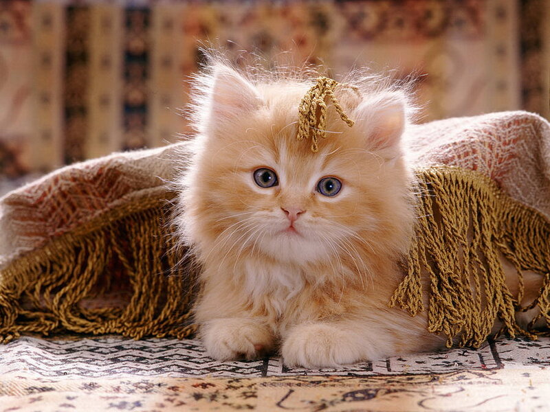 Fluffy Orange Kitten — Calm, Photograph, Blanket, Fringe