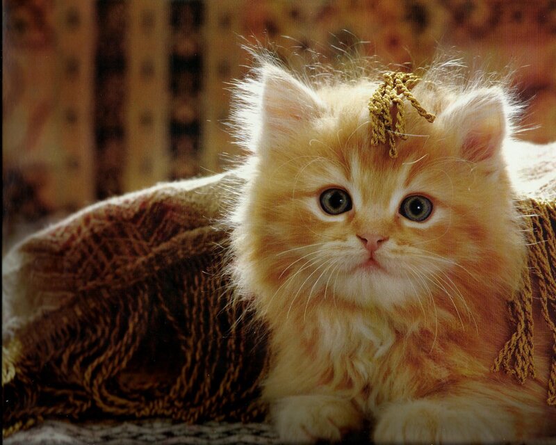 Fluffy Orange Kitten — Calm, Photograph, Blanket, Tassel