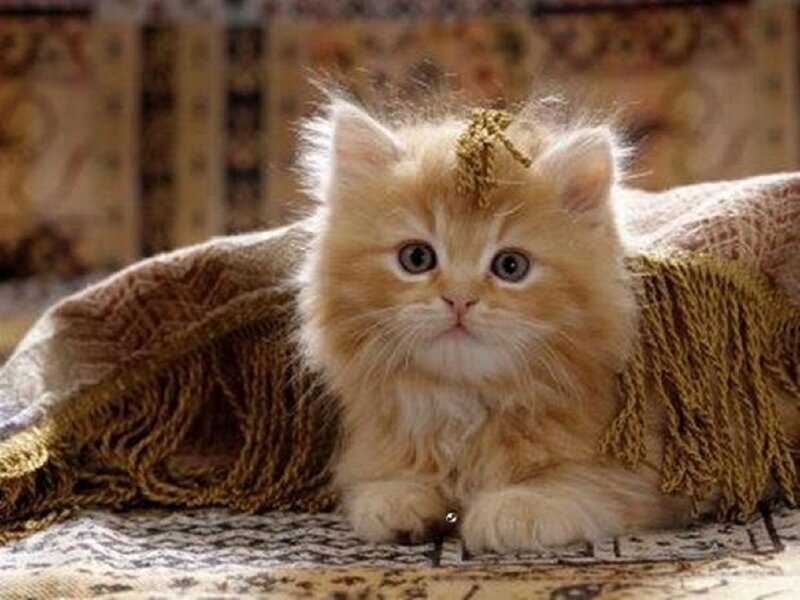 Fluffy Orange Kitten — Calm, Photograph, Blanket