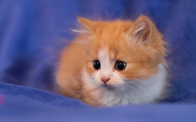 Fluffy Orange Kitten — Calm, Photograph, Blue Blanket