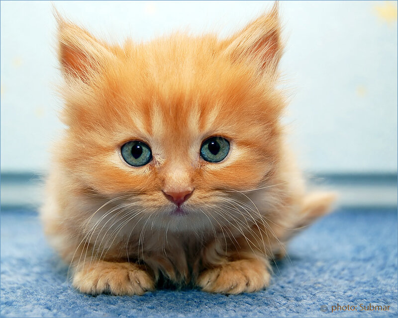 Fluffy Orange Kitten — Calm, Photograph, Blue Carpet, Whiskers