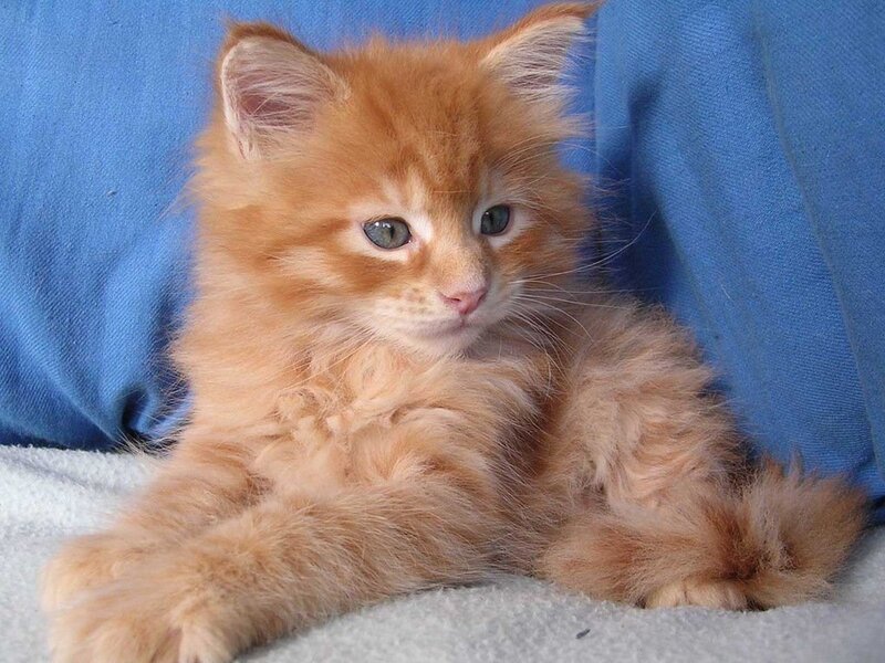 Fluffy Orange Kitten — Calm, Photograph, Blue Fabric
