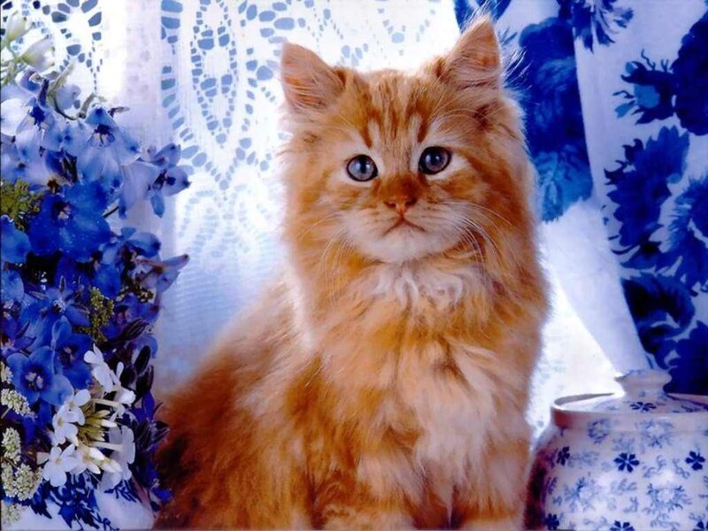 Fluffy Orange Kitten — Calm, Photograph, Blue Flowers