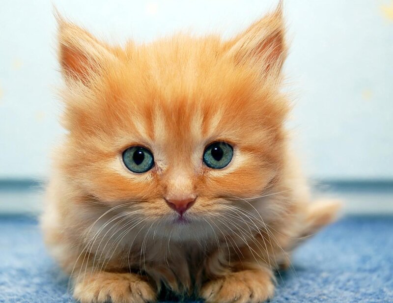 Fluffy Orange Kitten — Calm, Photograph, Blue Surface