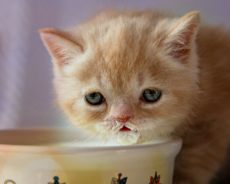 Fluffy Orange Kitten — Calm, Photograph, Bowl