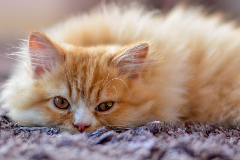 Fluffy Orange Kitten — Calm, Photograph, Carpet