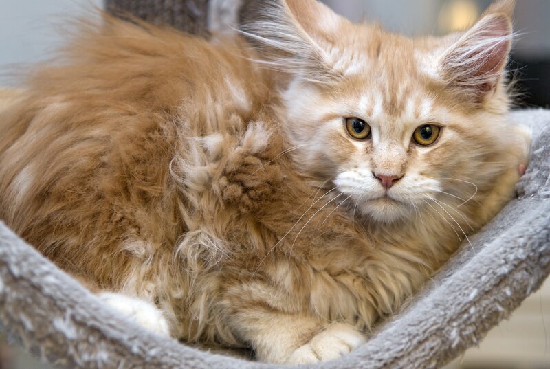 Fluffy Orange Kitten — Calm, Photograph, Cat Bed
