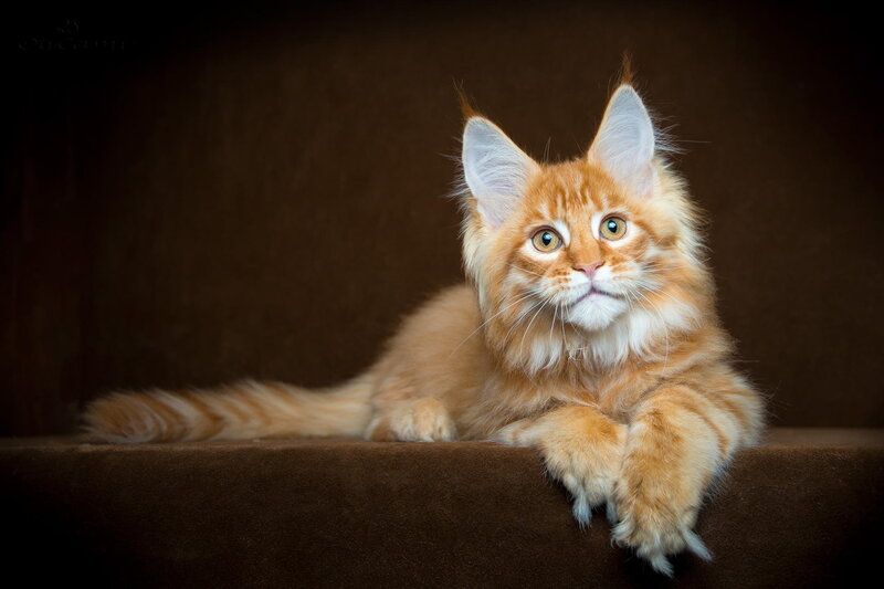 Fluffy Orange Kitten — Calm, Photograph, Cat, Brown Surface