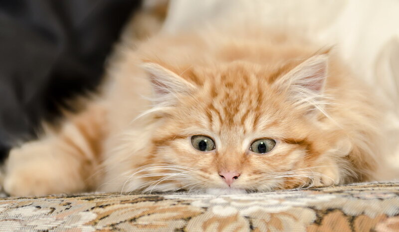 Fluffy Orange Kitten — Calm, Photograph, Cat, Couch
