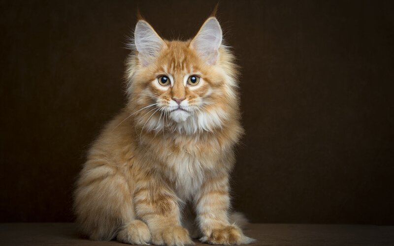 Fluffy Orange Kitten — Calm, Photograph, Cat, Dark Background