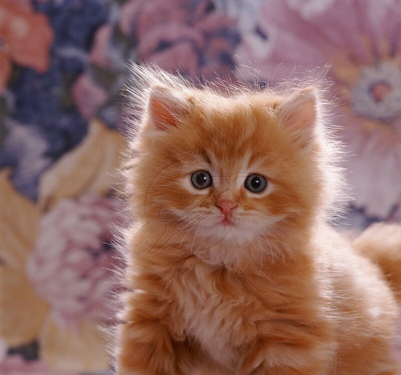 Fluffy Orange Kitten — Calm, Photograph, Cat, Flowers
