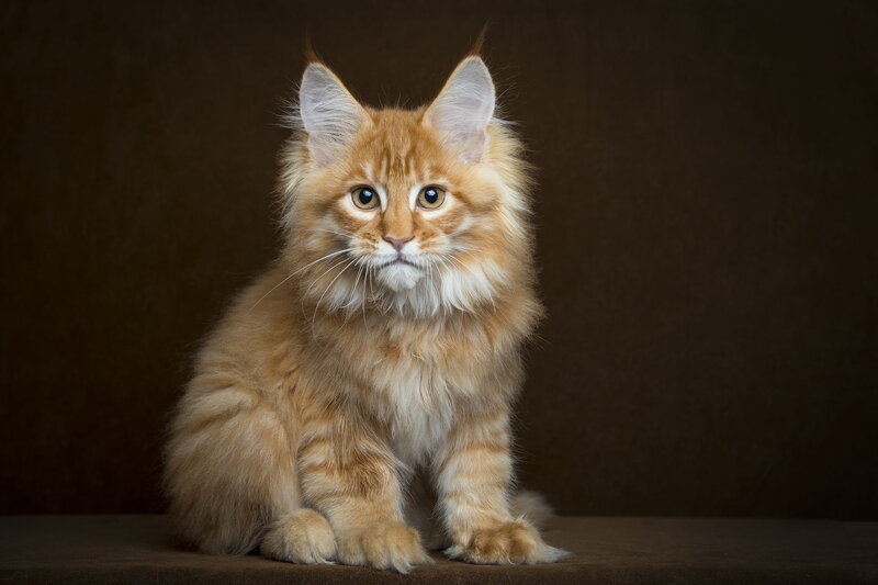 Fluffy Orange Kitten — Calm, Photograph, Cat, Studio Background