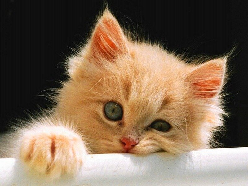 Fluffy Orange Kitten — Calm, Photograph, Cat