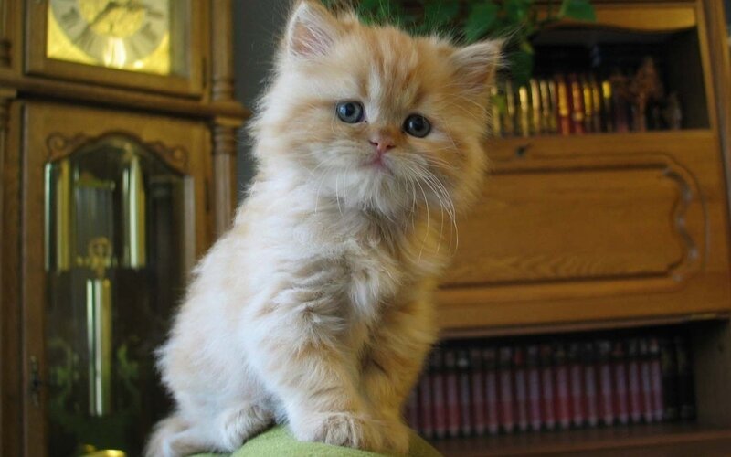 Fluffy Orange Kitten — Calm, Photograph, Clock, Bookshelf