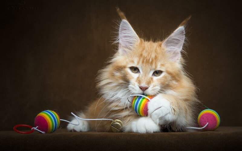Fluffy Orange Kitten — Calm, Photograph, Colorful Balls