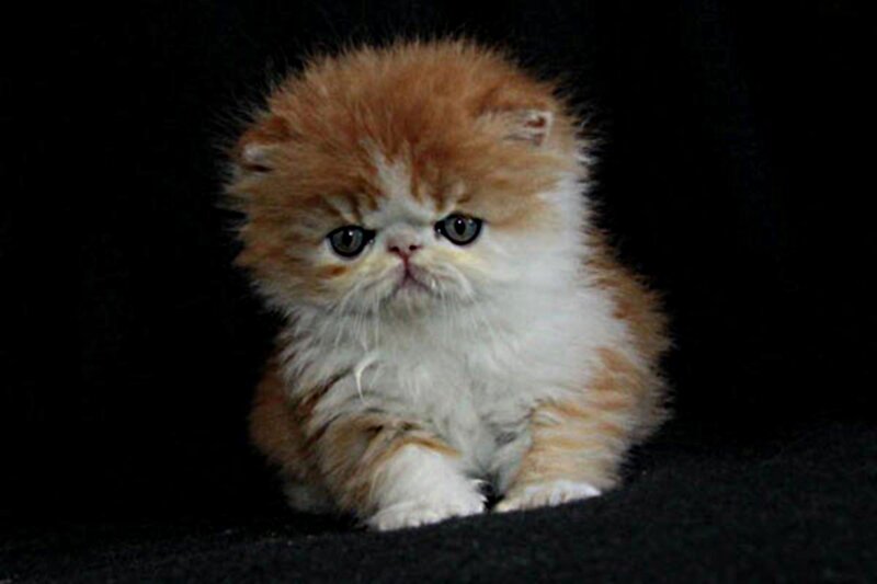 Fluffy Orange Kitten — Calm, Photograph, Dark Background
