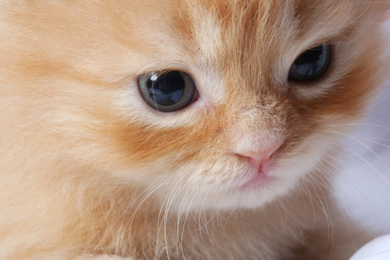Fluffy Orange Kitten — Calm, Photograph, Eyes