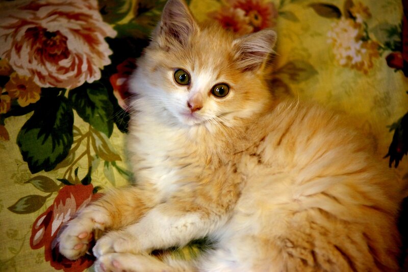 Fluffy Orange Kitten — Calm, Photograph, Flower Pattern