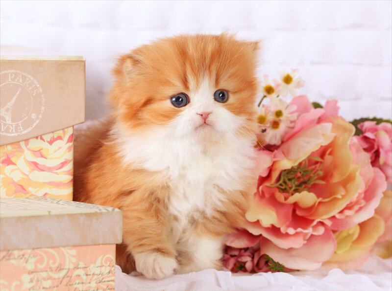 Fluffy Orange Kitten — Calm, Photograph, Flowers, Boxes