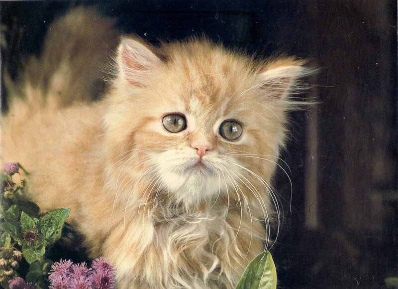 Fluffy Orange Kitten — Calm, Photograph, Flowers