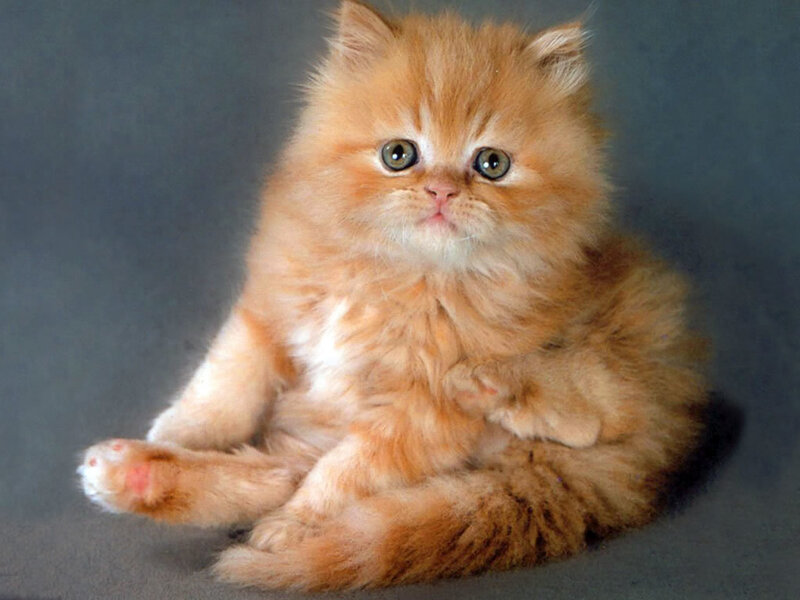 Fluffy Orange Kitten — Calm, Photograph, Gray Background