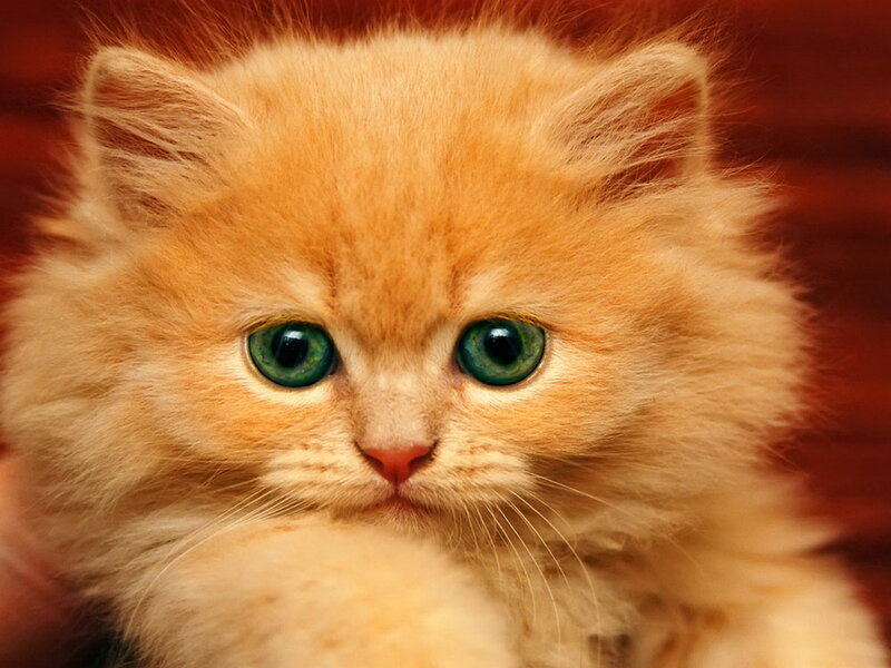 Fluffy Orange Kitten — Calm, Photograph, Green Eyes