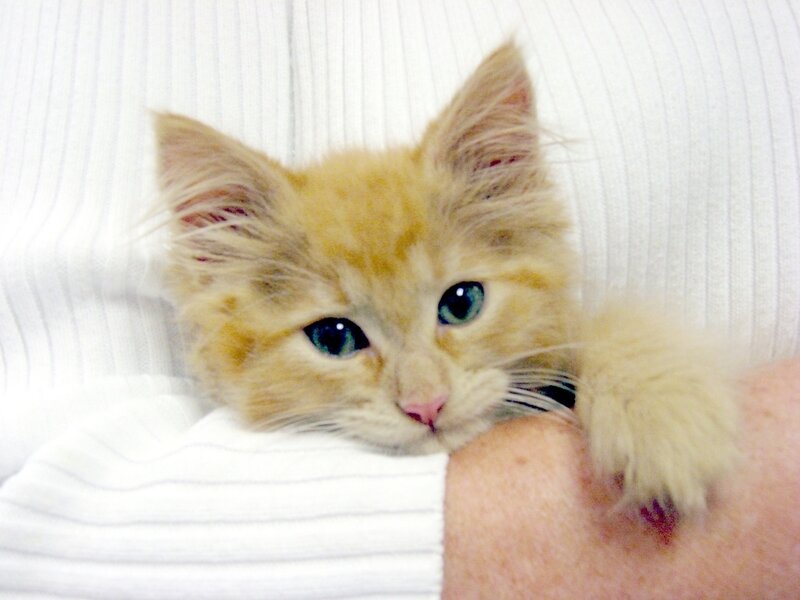 Fluffy Orange Kitten — Calm, Photograph, Person