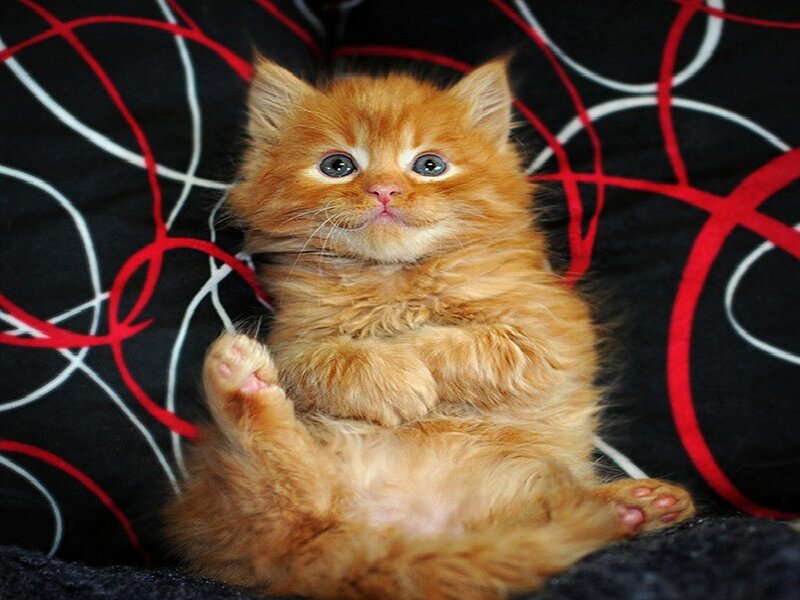 Fluffy Orange Kitten — Calm, Photograph, Pillow