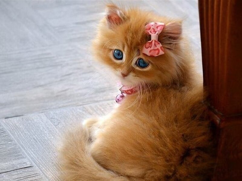 Fluffy Orange Kitten — Calm, Photograph, Pink Bow