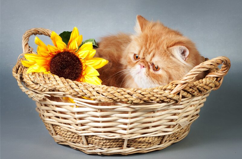 Fluffy Orange Kitten — Calm, Photograph, Sunflower