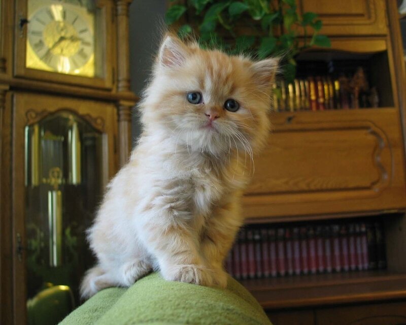 Fluffy Orange Kitten — Calm, Photograph