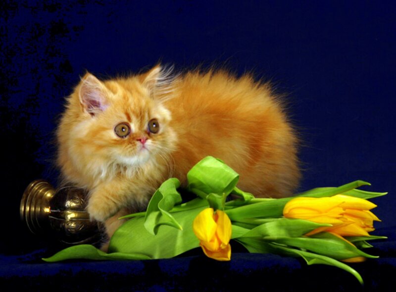 Fluffy Orange Kitten — Calm, Photograph, Tulips