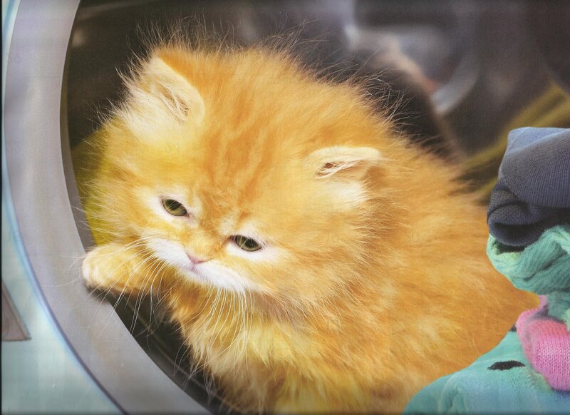 Fluffy Orange Kitten — Calm, Photograph, Washing Machine